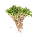 Coriander Root